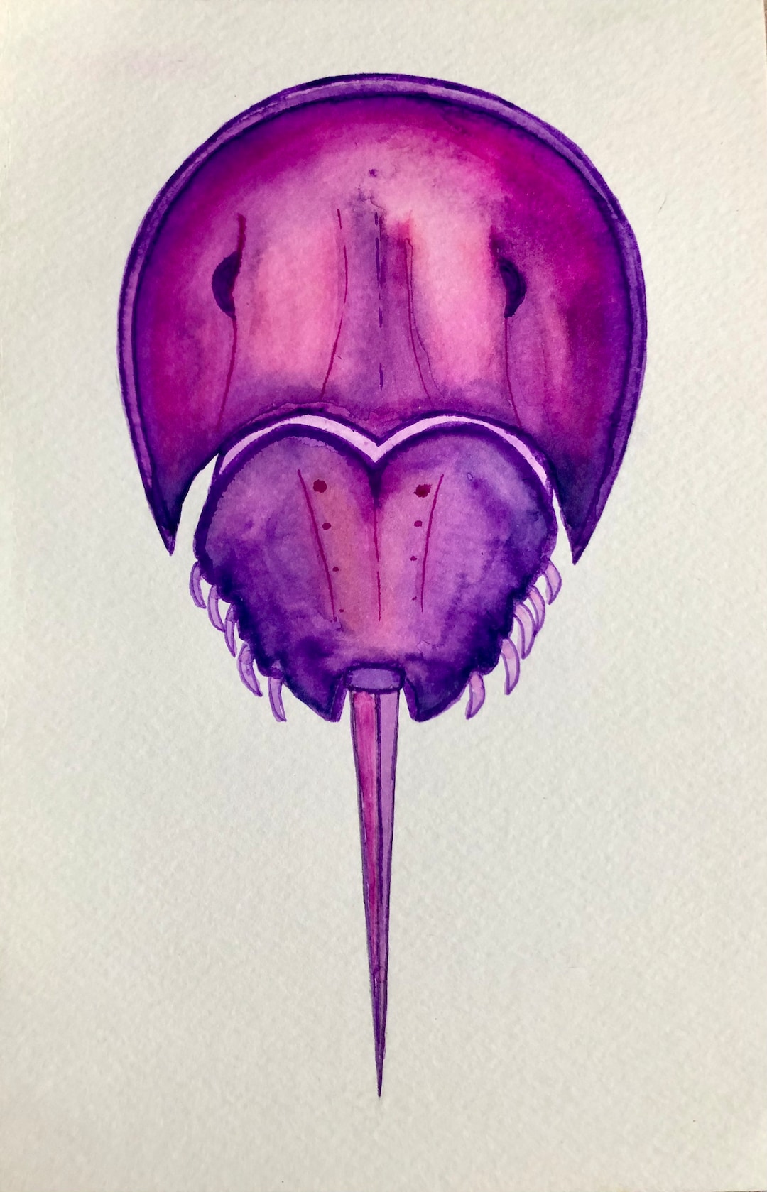 9 X 6 Horseshoe Crab Watercolor Etsy