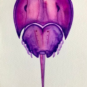 9” x 6” Horseshoe Crab watercolor