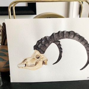 7&quot; x 10&quot; Siberian Ibex Skull