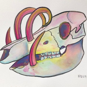 8,5 x 11 inch Babirusa schedel aquarel