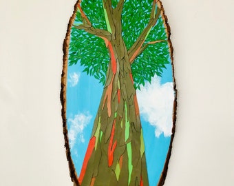 Eucalipto arcoíris de 24”