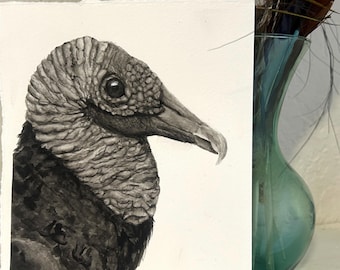 Buitre negro de 8” x 6”