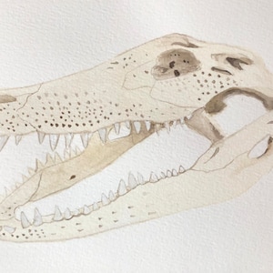6” x 9” Alligator Skull
