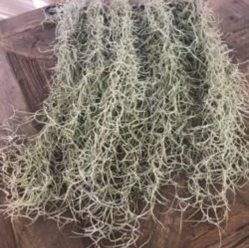 Moss For Less Spanish Moss Live Orchids Love Spanish Moss Etsy