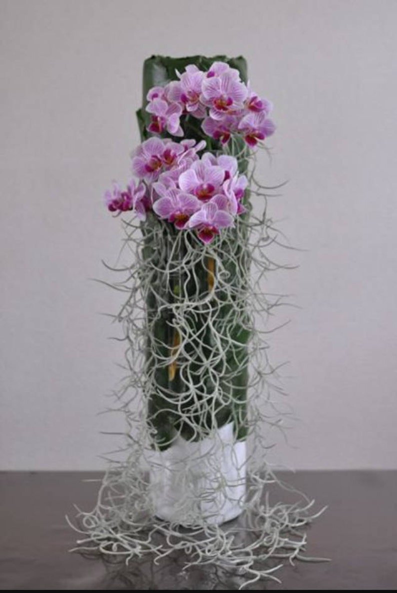 Moss For Less Spanish Moss Live Orchids Love Spanish Moss Etsy