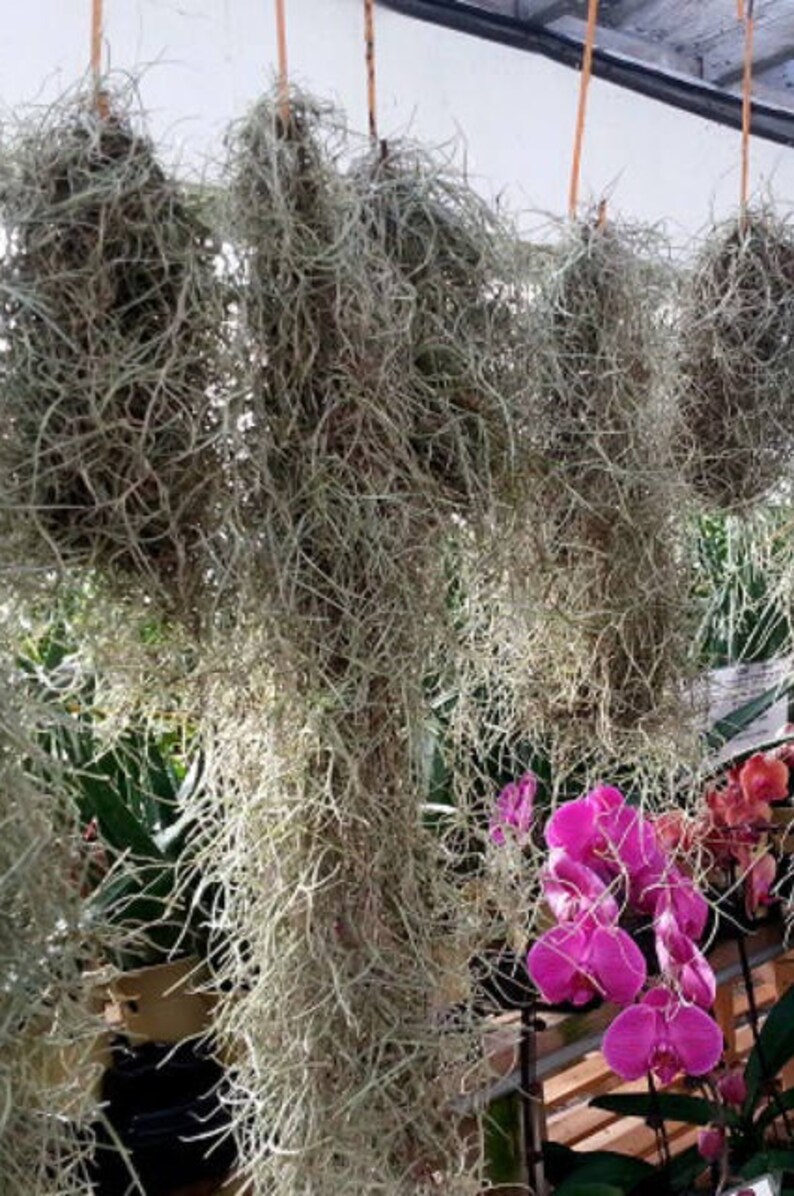 Moss For Less Spanish Moss Live Orchids Love Spanish Moss Etsy