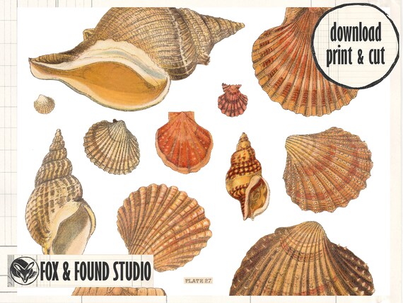Antique Seashell Illustrations Printable Ephemera Digital - Etsy