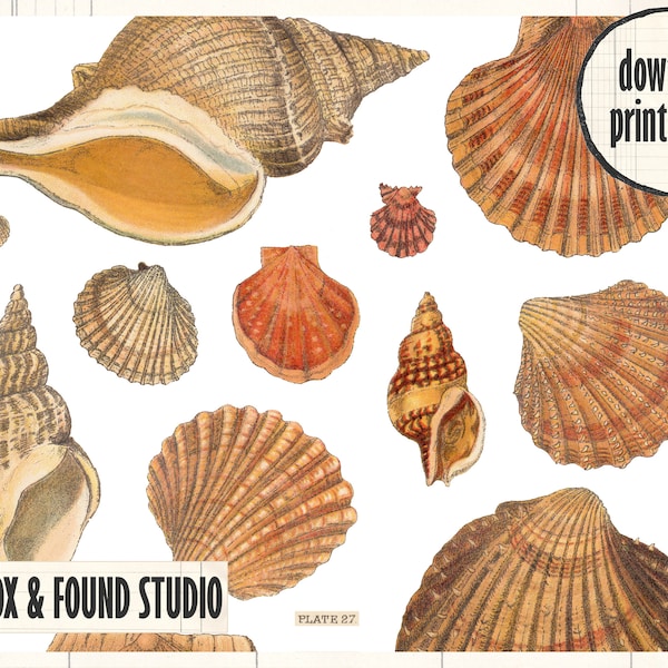 Antique Seashell Illustrations Printable ephemera, digital download, A4 sheet, junk journal, shell drawings, travel journal, seaside