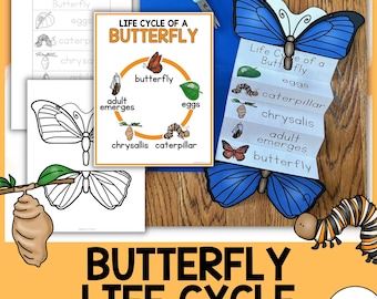 Ciclo de vida de la mariposa / Ciclo de vida de una mariposa / Manualidades