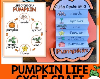 Pumpkin Life Cycle | Life Cycle of a Pumpkin | All About Pumpkins | Craft