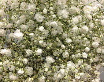FRESH Baby's Breath, Gypsophila, Gyp, Fresh Flowers, Wedding Flowers, White Flowers, Baby's Breath Wreath, Bulk fresh flowers, bulk flowers