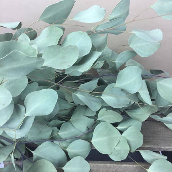 Dried Silver Dollar Eucalyptus, Dried Flowers, Dried Greenery, Eucalyptus Garland, Eucalyptus wedding Crown, Dried Bouquet, Dried Leaves