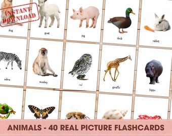 ANIMALS Real Pictures Montessori Flashcards Printable Doman - Etsy Australia ANIMALS Real Pictures Montessori Flashcards Printable Doman - Etsy Australia