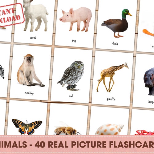 ANIMALS Real Pictures Montessori Flashcards Printable Doman - Etsy Australia ANIMALS Real Pictures Montessori Flashcards Printable Doman - Etsy Australia