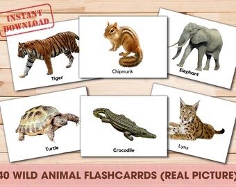Wild Animal Flashcards real Picture Safari Animals - Etsy Hong Kong Wild Animal Flashcards real Picture Safari Animals - Etsy Hong Kong