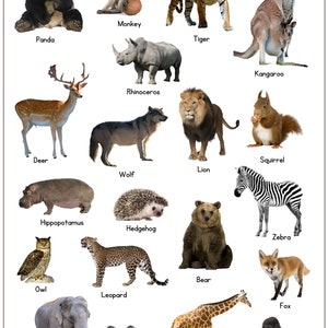 WILD Animals Poster With Real Pictures Animal Portrait Print - Etsy