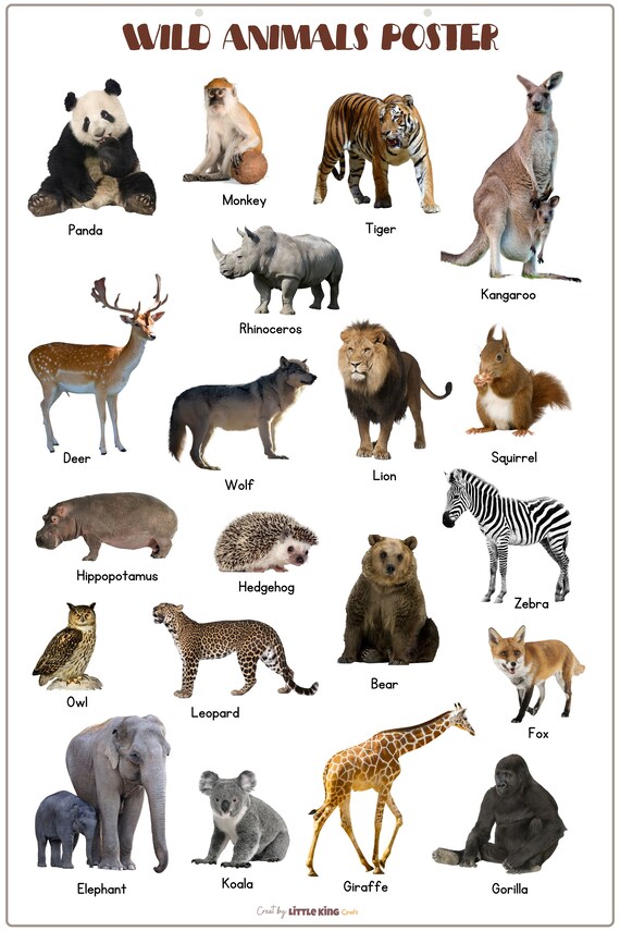 WILD Animals Poster With Real Pictures Animal Portrait Print WILD Animals Poster With Real Pictures Animal Portrait Print
