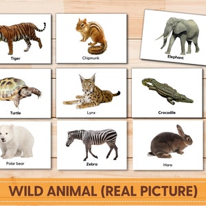 Wild Animal Real Pictures Flashcards, Safari animals cards, Nomenclature Flashcards, Woodland Animals, Toddler Flashcards, Jungle Animals