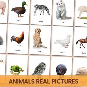 ANIMALS Real Pictures, Montessori Flashcards Printable, Doman Flashcards, Toddlers flacshcards, Printable flashcard - Editable PDF