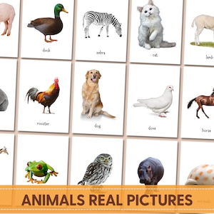 ANIMALS Real Pictures, Montessori Flashcards Printable, Doman Flashcards, Toddlers flacshcards, Printable flashcard - Editable PDF