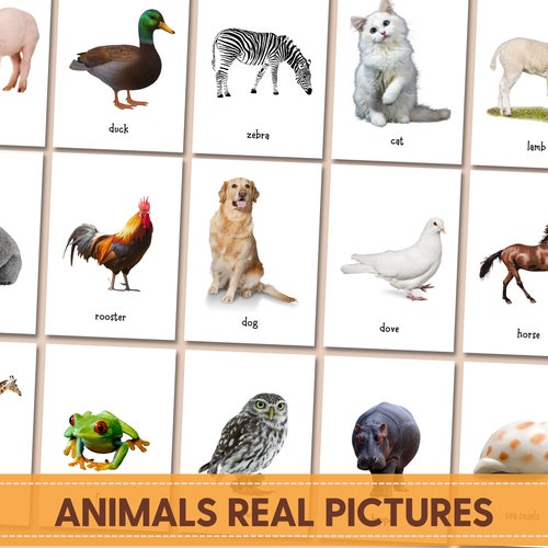 ANIMALS Real Pictures Montessori Flashcards Printable Doman - Etsy ANIMALS Real Pictures Montessori Flashcards Printable Doman - Etsy