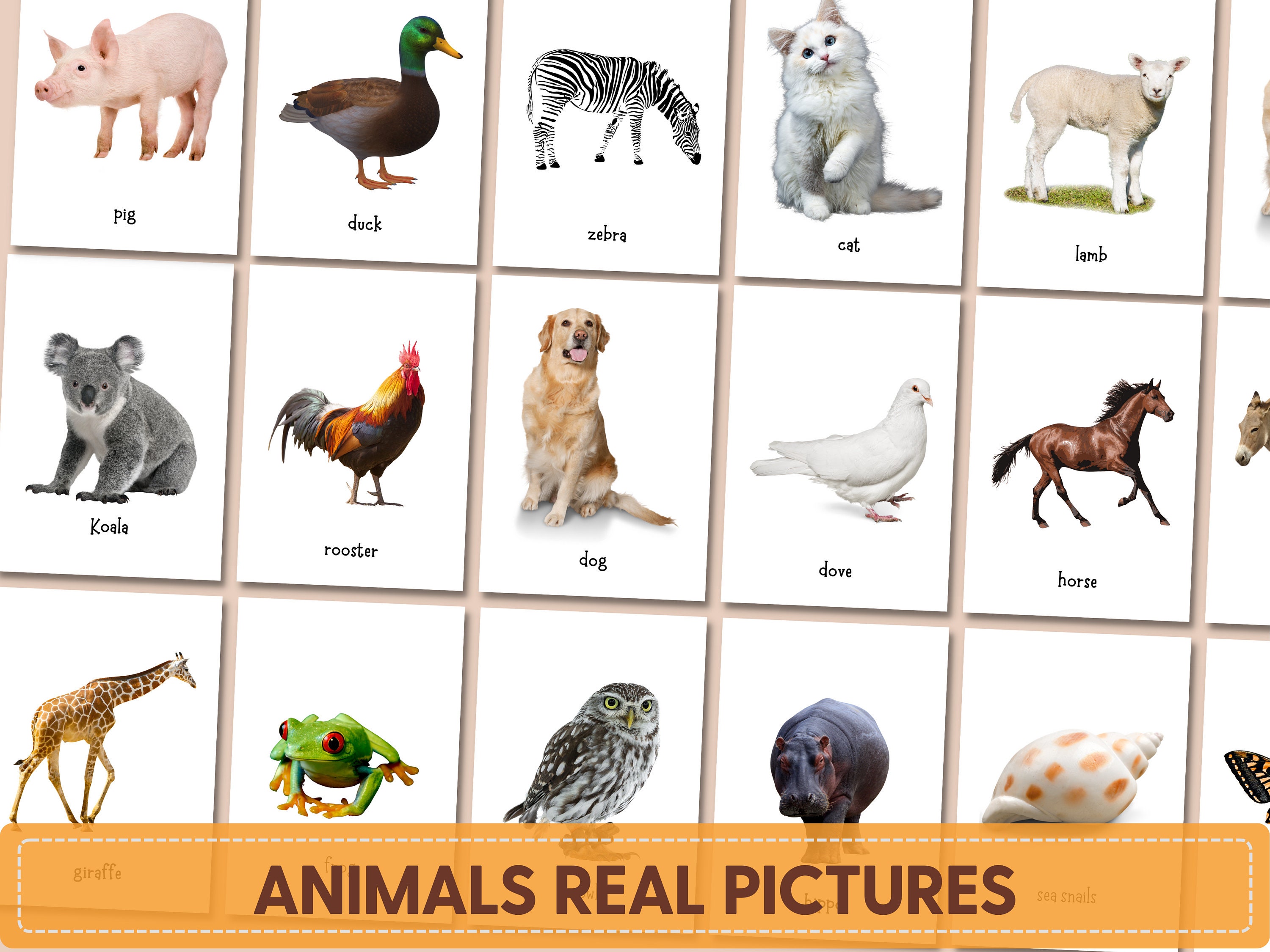 ANIMALS Real Pictures Montessori Flashcards Printable Doman - Etsy Canada ANIMALS Real Pictures Montessori Flashcards Printable Doman - Etsy Canada