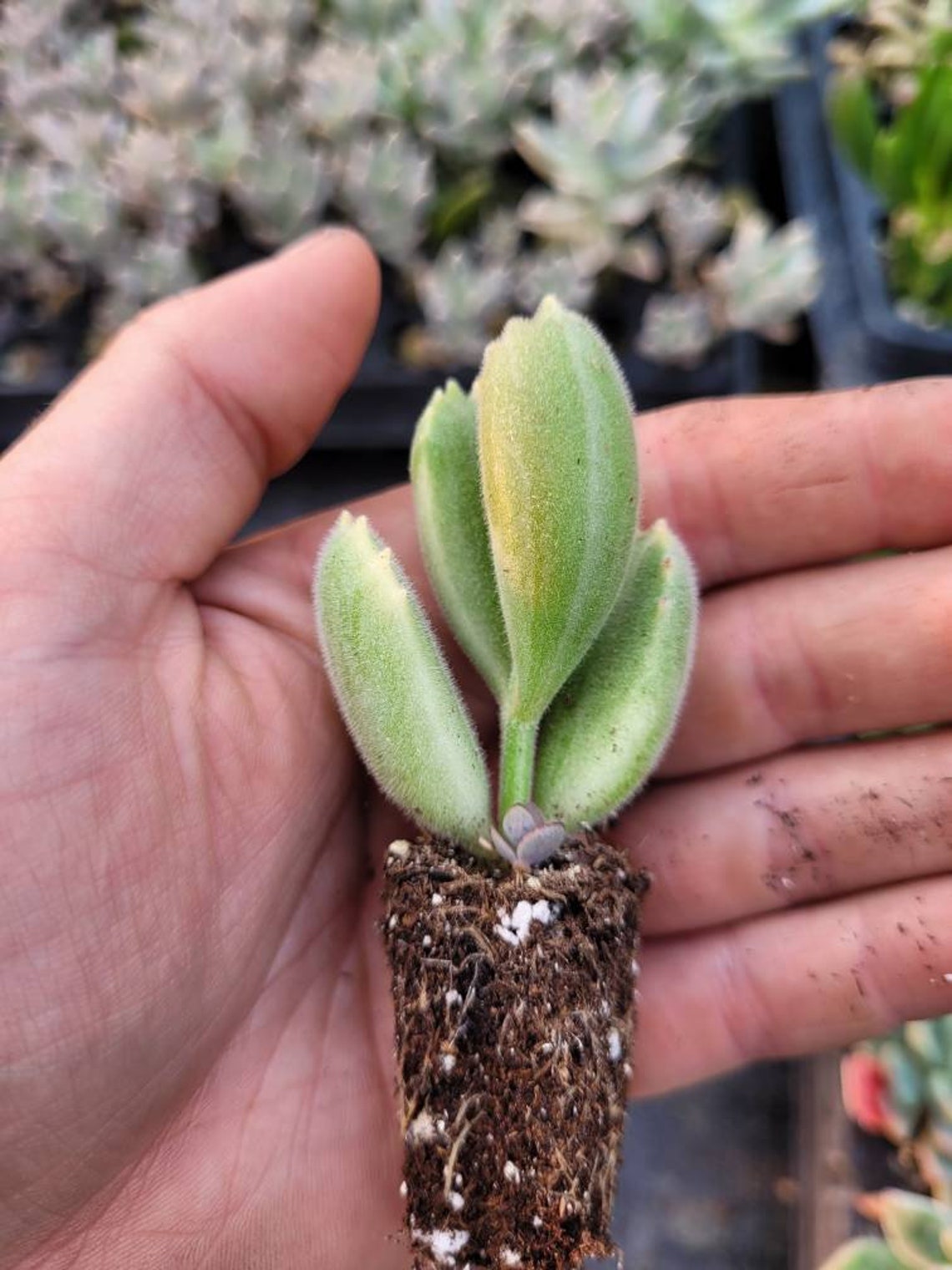 bear paw succulent singapore bear paw succulent singapore