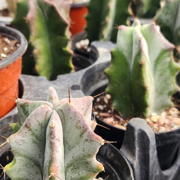 Stenocereus Pruinosus, "Organ Pipe" Cactus. Live plant.