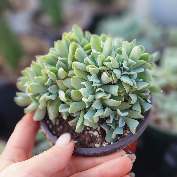 Topsy Turvy Echeveria. Crested or Multi-head