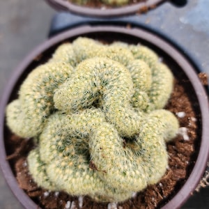 Brain Cactus. Mammillaria Cristata Brain Cactus. Crested cactus. Live Plant