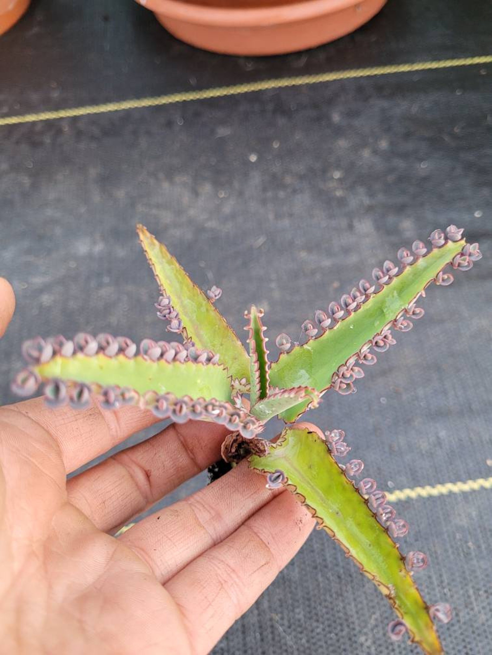 Mother Of Millions Succulent Plant Etsy Mother of millions succulent plant etsy