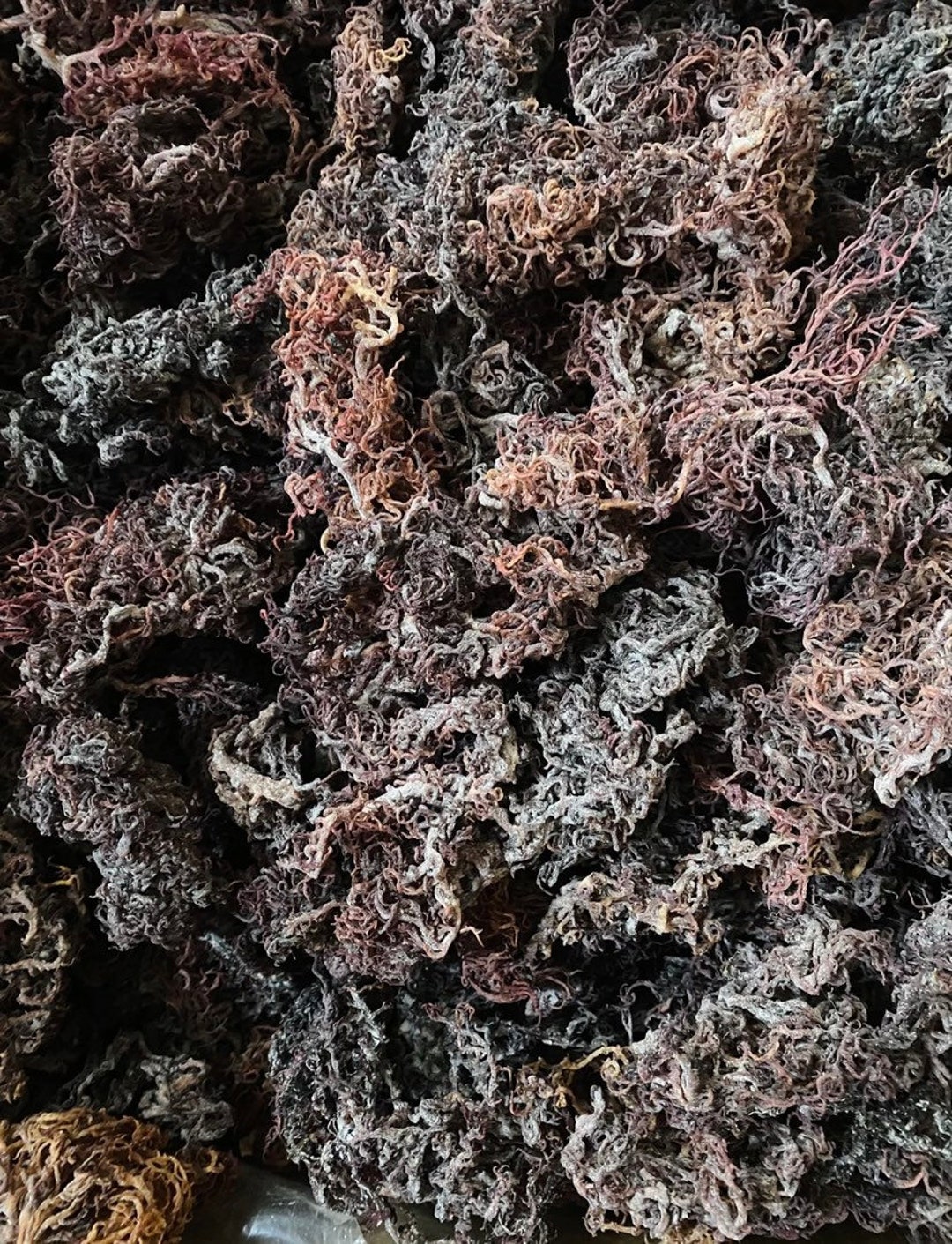 Purple Irish Sea Moss - Etsy