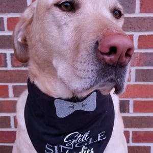 May include: A light brown dog wearing a black bandana with a silver glitter bow tie and the text "Still Single Ladies" in silver glitter.