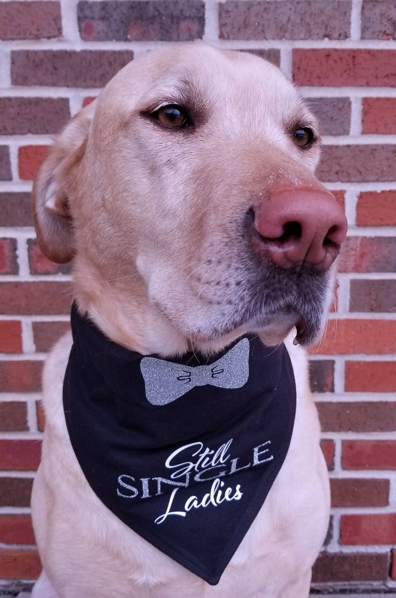 May include: A light brown dog wearing a black bandana with a silver glitter bow tie and the text "Still Single Ladies" in silver glitter.