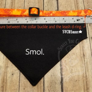 May include: A black bandana with the text "Smol." and "SURELY YOU CAN" printed on it. The bandana is lying on a wooden surface with a ruler and a bright orange collar with a metal D-ring and a buckle. The text "Measure between the collar buckle and the leash d-ring." is written above the ruler. The text "SYCBSIRIUS" is printed on the bandana.
