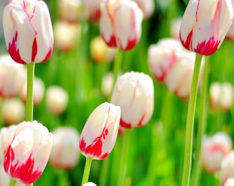 Pink and White Tulips Holland Tulip Time PRINT: Nature Photography
