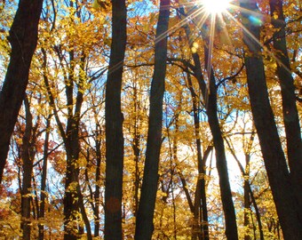 Fall Leaves with Sunburst PRINT: Nature Photography