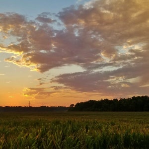 Könnte beinhalten: Ein Feld mit grünen Maispflanzen und einer Baumreihe in der Ferne. Der Himmel ist ein wunderschöner Mix aus Rosa, Orange und Blau mit fluffigen Wolken.