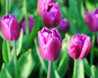 Purple Tulips Holland Tulip Time PRINT: Nature Photography