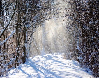 Snow Trail in Michigan PRINT: Nature Photography