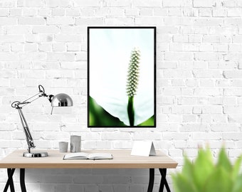 Peace Lily Flower Photo - Digital Print - Nature Photography - Modern Home Décor - White Flower - Printable Wall Art - INSTANT DOWNLOAD