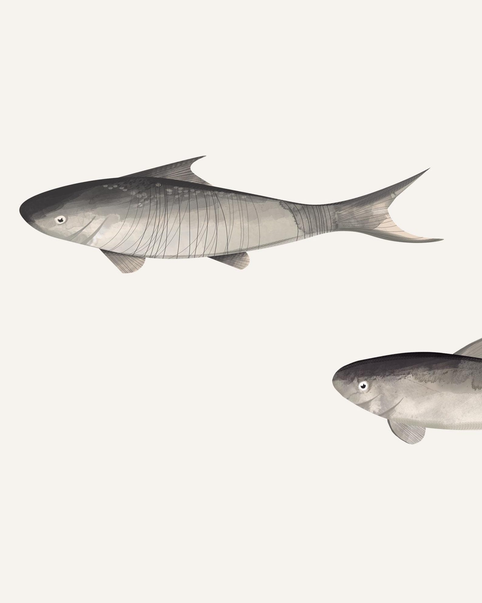 Fish Neutral Fish Pattern Panels, Neutral Pond Decor, Coastal Paneling, Traditional ...