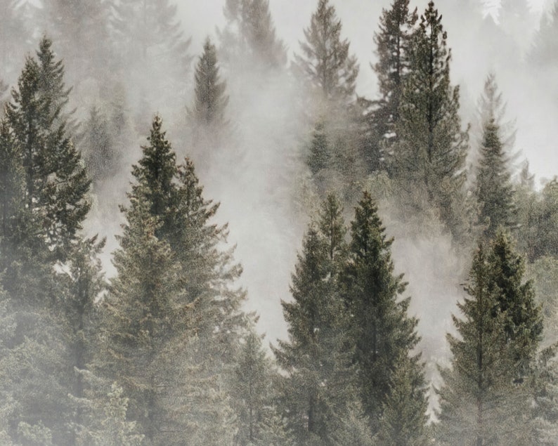 Misty Forest Wallpaper With Pine Trees for Home Decor - Nature Wall Art ...