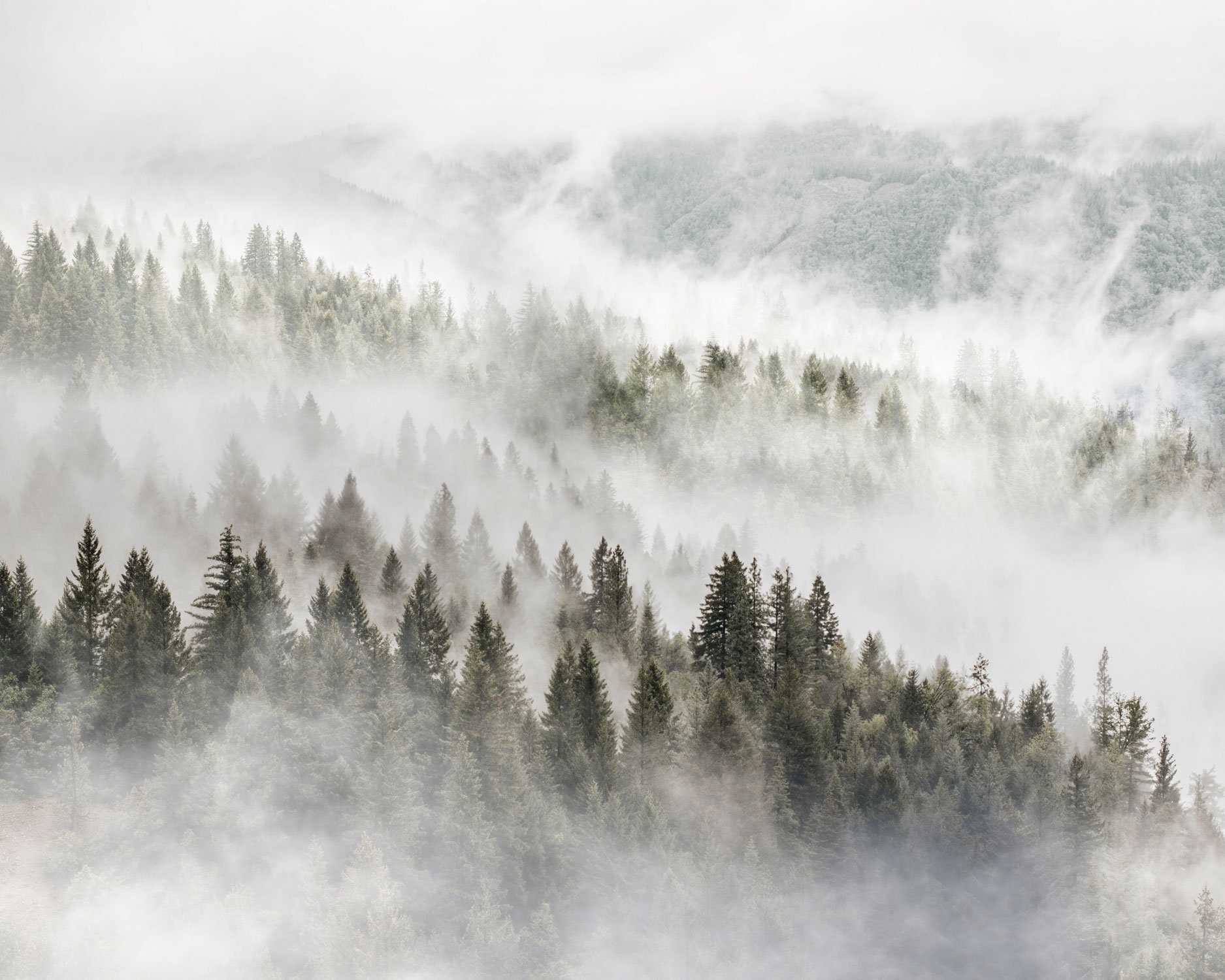 Misty Forest Wallpaper With Pine Trees for Home Decor - Nature Wall Art ...