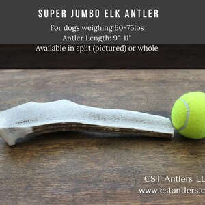 May include: A Super Jumbo Elk Antler dog chew, approximately 9-11 inches long, next to a tennis ball. The antler is split and designed for dogs weighing 60-75 lbs. The text on the image says "CST Antlers LLC".