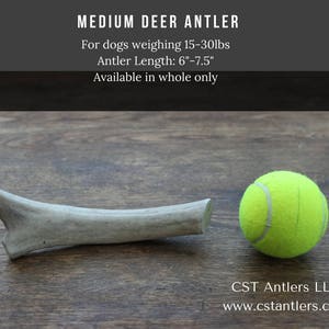 Medium Deer Antler Dog Bone - Made in USA - Natural Dog Chew