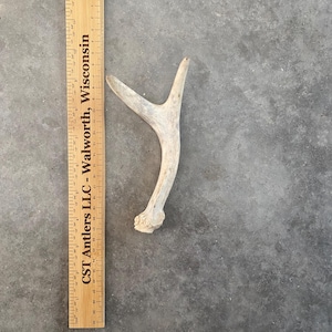 Unique Antler - Deer Antler Shed