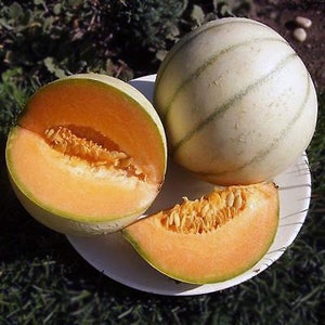 HEIRLOOM Organic Charentais Melon Seeds, FREE SHIPPING! Authentic Sweet Fragrant French Cantaloupe, Rare, Luscious Flavor