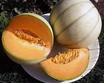 HEIRLOOM Organic Charentais Melon Seeds, FREE SHIPPING! Authentic Sweet Fragrant French Cantaloupe, Rare, Luscious Flavor