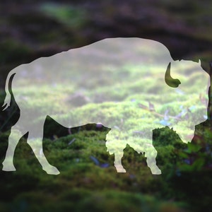 Buffalo sticker, auto sticker, Bison sticker, sticker Yellowstone, berg sticker, laptop sticker, avontuur sticker, aangepaste sticker, vinyl sticker | 138